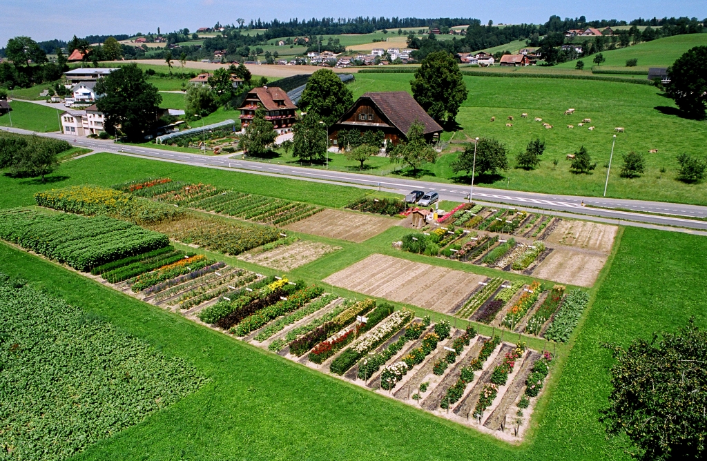 Blumenfeld mit Bauernhof